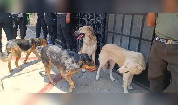 Rescataron a reciclador y sus 8 perritos de un incendio en Tacna