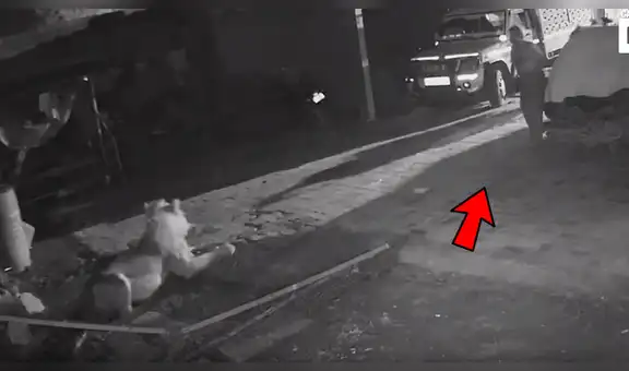 YouTube viral: hambriento león ingresa a granja en busca de comida y aldeano tiene enfurecida reacción [VIDEO]