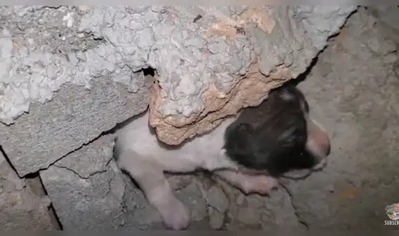 Joven escucha ruidos extraños y descubre a perrito atrapado en el interior de un muro[VIDEO]