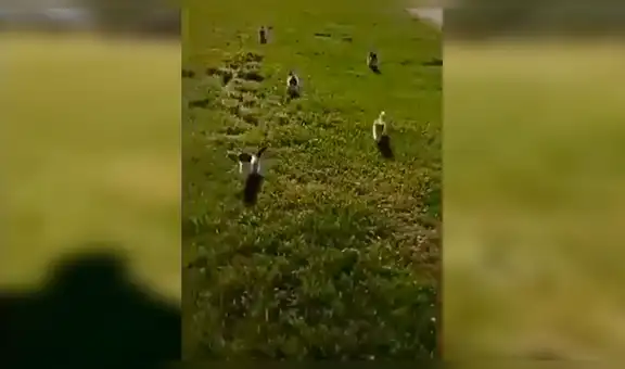 Pensaban que hombre era atacado por salvajes felinos, pero se llevan curiosa sorpresa [VIDEO]