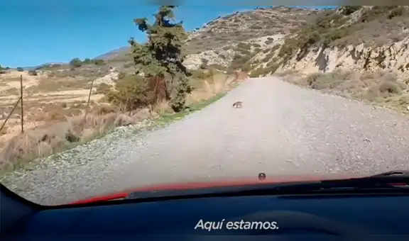 Se topa con cachorro abandonado en plena carretera y se detiene para rescatarlo [VIDEO]