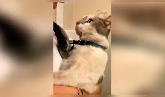 Gato se molesta porque no quiere que lo bañen y tiene una insólita reacción [VIDEO] 