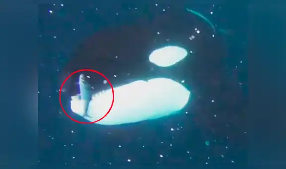 YouTube viral: buzo se topa “cara a cara” con ballena asesina, le quita su presa y sucede lo increíble [VIDEO] 