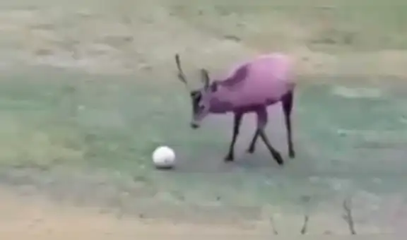 Venado que ‘juega fútbol’ anota un gol y lo celebra [VIDEO]