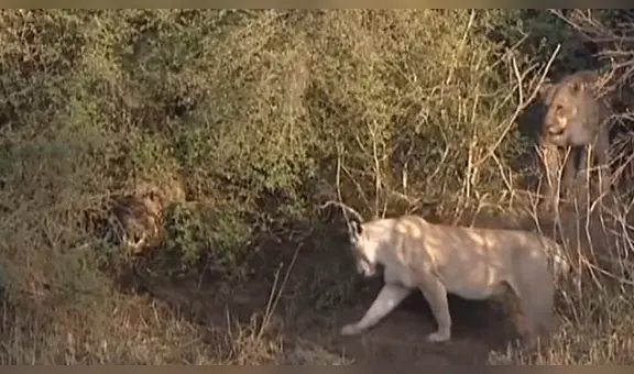 Manada de leonas se acerca a feroz cocodrilo para atacarlo y este tiene increíble reacción para escapar  [VIDEO]