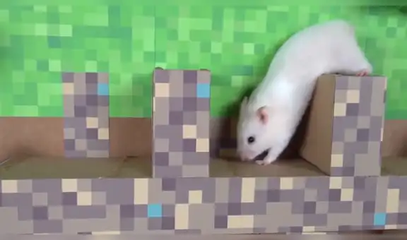 Hámster engorda en cuarentena y su dueño crea laberinto inspirado en Minecraft para que pierda peso [VIDEO] 