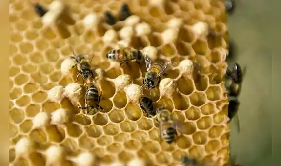 Abeja imperial: Cusco se consolida como la región mielera por excelencia del Perú