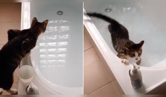 Gato curioso quiere sentir el agua de una tina, pero resbala y tiene graciosa reacción [VIDEO] 