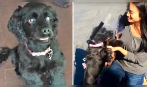 Perrita con ceguera recupera la vista y tiene dramática reacción al ver por primera vez a su dueña [VIDEO]