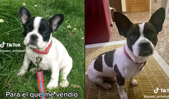 Joven adquiere perrito de raza bulldog francés, pero cuando crece se da cuenta que fue estafada