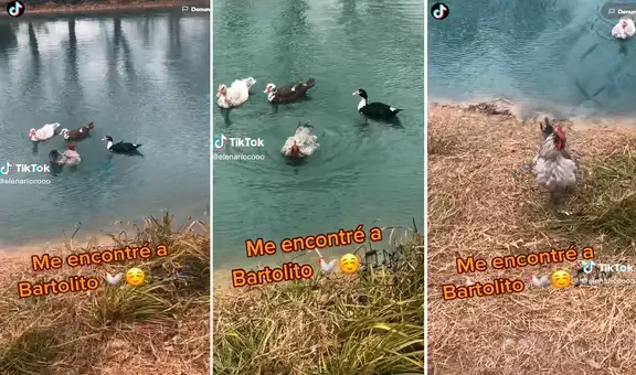Bartolito, ¿eres tú? Captan a gallo nadando junto a 3 patos en una laguna