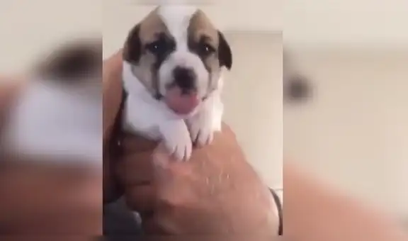 Cachorro tiene adorable reacción al probar medicina con mal sabor [VIDEO]