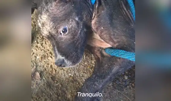 Rescatan a cachorro que fue abandonado en un poste y lo ayudan a confiar en las personas [VIDEO]