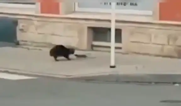Facebook viral: cobarde gato huye de ratón que lo enfrentó porque no quería ser devorado [VIDEO]