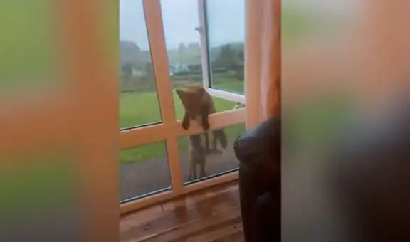 Ayuda a unos zorros huérfanos y estos se vuelven en ‘mejores amigos’ 