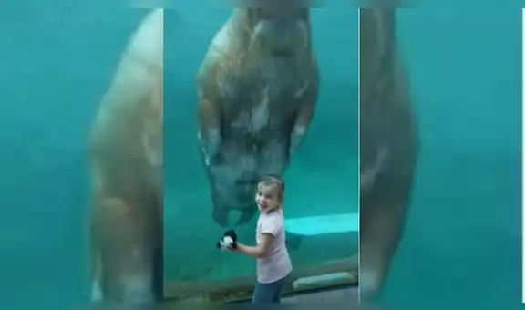 Niña se acerca a un acuario para ver las especies marinas y morsa la recibe con tierno acto [VIDEO]