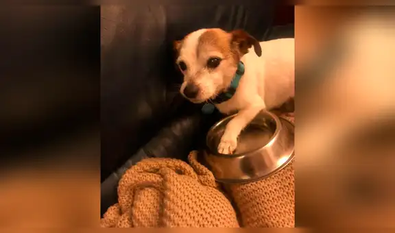 Perro rescatado de la calle no suelta su plato de comida pese a estar durmiendo [FOTOS]
