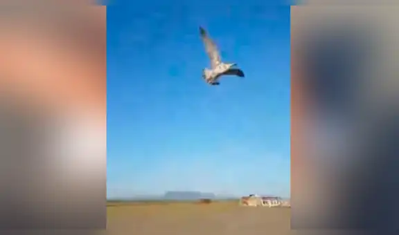 Bañistas ven a pájaro atrapado en trampa para peces y hacen hacen lo impensado para salvarlo [VIDEO] 