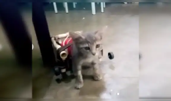 Crea silla de ruedas casera para su gatita que fue atacada por un perro callejero [VIDEO]
