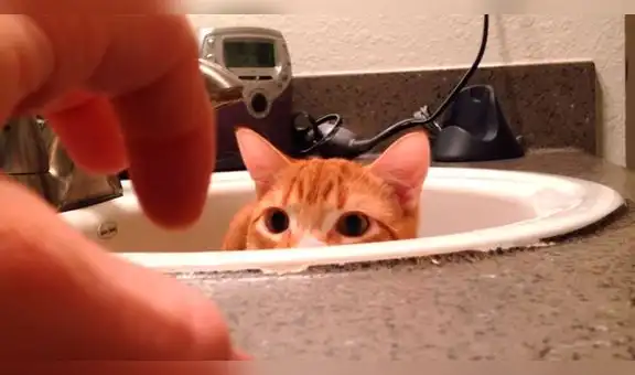 YouTube: asombro por pequeño gato que se asusta, por una mano [VIDEO]