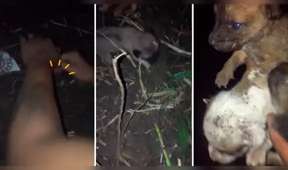 Escuchan fuertes ruidos, se acercan y descubren a cachorros que fueron enterrados vivos [VIDEO] 