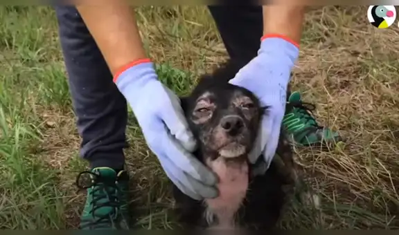 Oye misteriosos sonidos dentro de casa abandonada y encuentra a perrita con sus bebes [VIDEO]