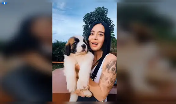 Muestra el enorme tamaño que puede llegar a tener un perro adulto de raza San Bernardo [VIDEO]