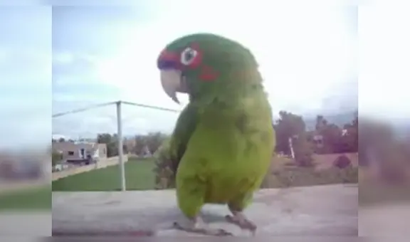 Loro adora escuchar huayno y comienza a cantar y bailar cuando oye su canción favorita [VIDEO]