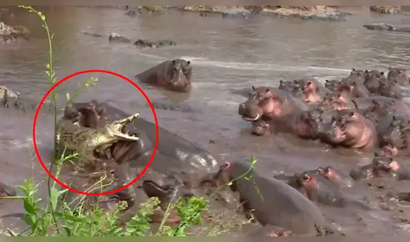 YouTube: cocodrilo se enfrenta a 30 hipopótamos y tiene un final inesperado [VIDEO]