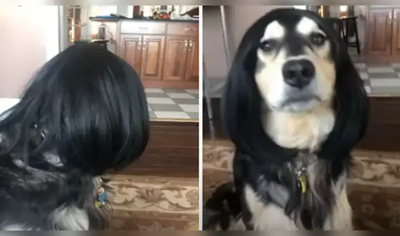 Joven le hace cambio de look a su perro y este obtiene un divertido resultado [VIDEO]