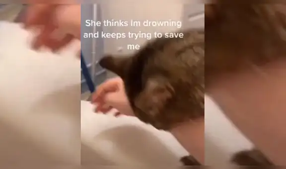 Gata ‘piensa’ que su dueña se ahoga y hace lo posible por socorrerla [VIDEO]