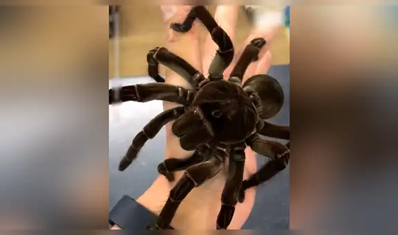 Hombre coge tarántula 'Goliat’ con sus manos y queda aterrado al ver su increíble apariencia [VIDEO]