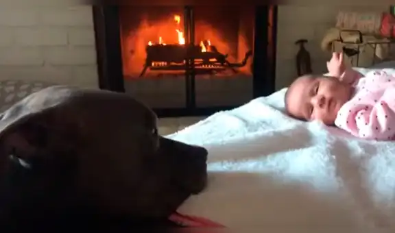 Perro se acerca por primera vez a la bebé de su dueña y su tierna reacción conmueve a todos [VIDEO]