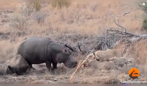 Enorme hipopótamo se enfrenta a voraces leones por su ‘presa’ y todo acaba de forma inesperada [VIDEO] 