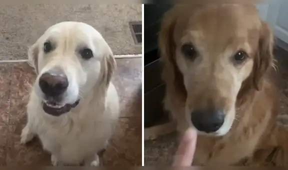 Perro le da tierno abrazo a su ‘mejor amigo’ luego de pelearse y protagonizan adorable reconciliación [VIDEO]