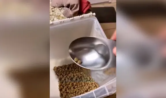 Perro no tolera que le sirvan poca comida y tiene enfurecida reacción 