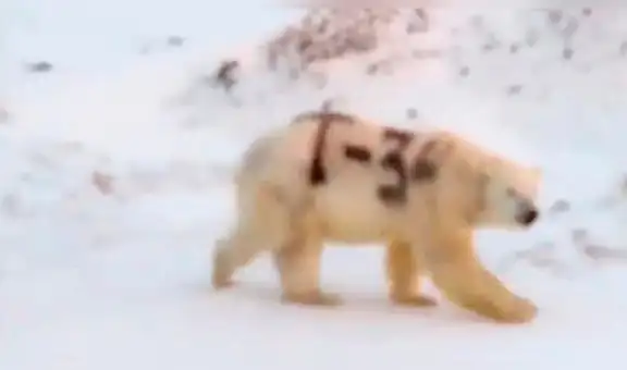 Oso polar es marcado con pintura negra y hoy tiene menos posibilidades de sobrevivir