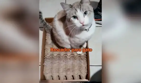 Joven enseña a armar un sencillo rascador para gato con cartones de huevo