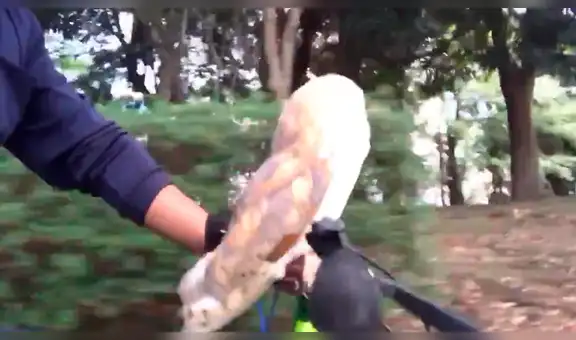 Joven pasea a su lechuza en bicicleta ya que a esta no le gusta volar [VIDEO] 