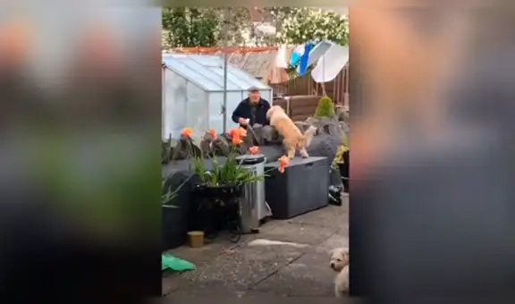 Perro se hace el ‘mejor amigo’ de anciano y ambos protagonizan tierna escena en cuarentena [VIDEO]