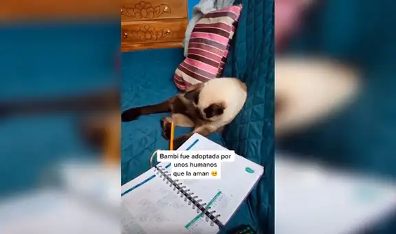 Encuentra a una gata herida en la calle, la lleva a su casa y la ayuda en su recuperación [VIDEO] 