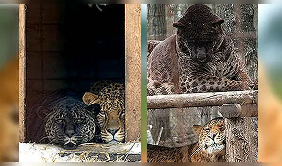 Este es 'jaglión’, el extraño felino híbrido que nació del cruce entre jaguar y leona [VIDEO] 