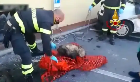 Bomberos rescatan a perro con discapacidad visual que cayó a una alcantarilla 