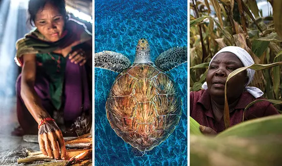 WWF: ¿qué es, cuál es su historia y cómo trabaja para proteger la naturaleza en el mundo?