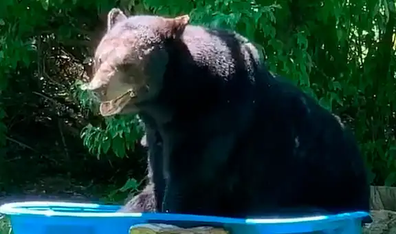 Gigantesco oso invade el patio de una casa, se echa en una piscina de plástico y se duerme [VIDEO]