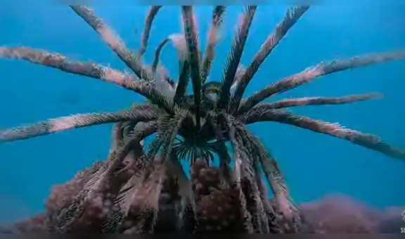 Facebook viral: Buzo ingresa al fondo de mar y capta a extraña criatura marina con tentáculos [VIDEO]