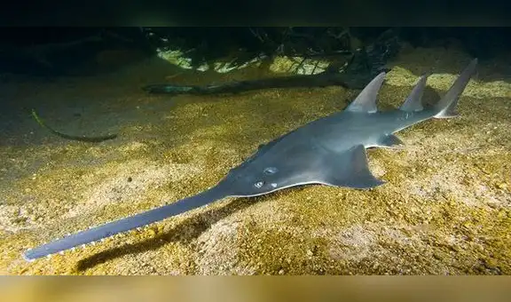 Produce prohíbe pesca de pez sierra ante posible despoblación