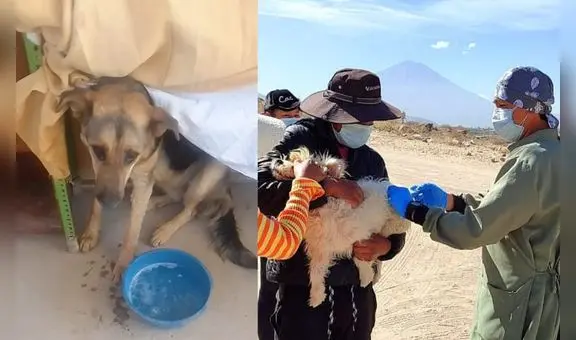 Gerencia de Salud detectó 2 nuevos casos de rabia en Arequipa