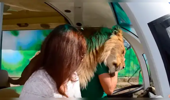 Mujer hace recorrido por un zoológico y feroz león se abalanza hacia ella [VIDEO]