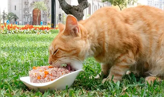 Celebra con tu minino el Día Internacional del Gato con esta receta